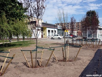 Na trawnikach przy ulicy posadzono też drzewa.