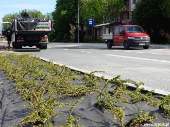 Wzdłuż jezdni pojawiły się już nowe nasadzenia.